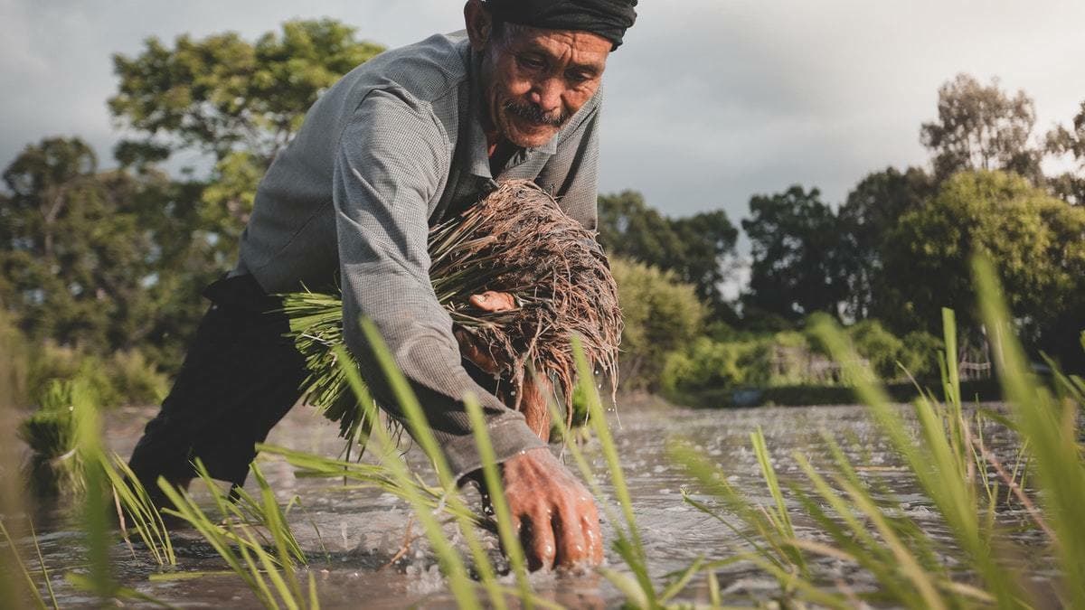 कुरोः असारे महिना, हातमा ठेला उठाई खनी तयार पारेको खेतमा