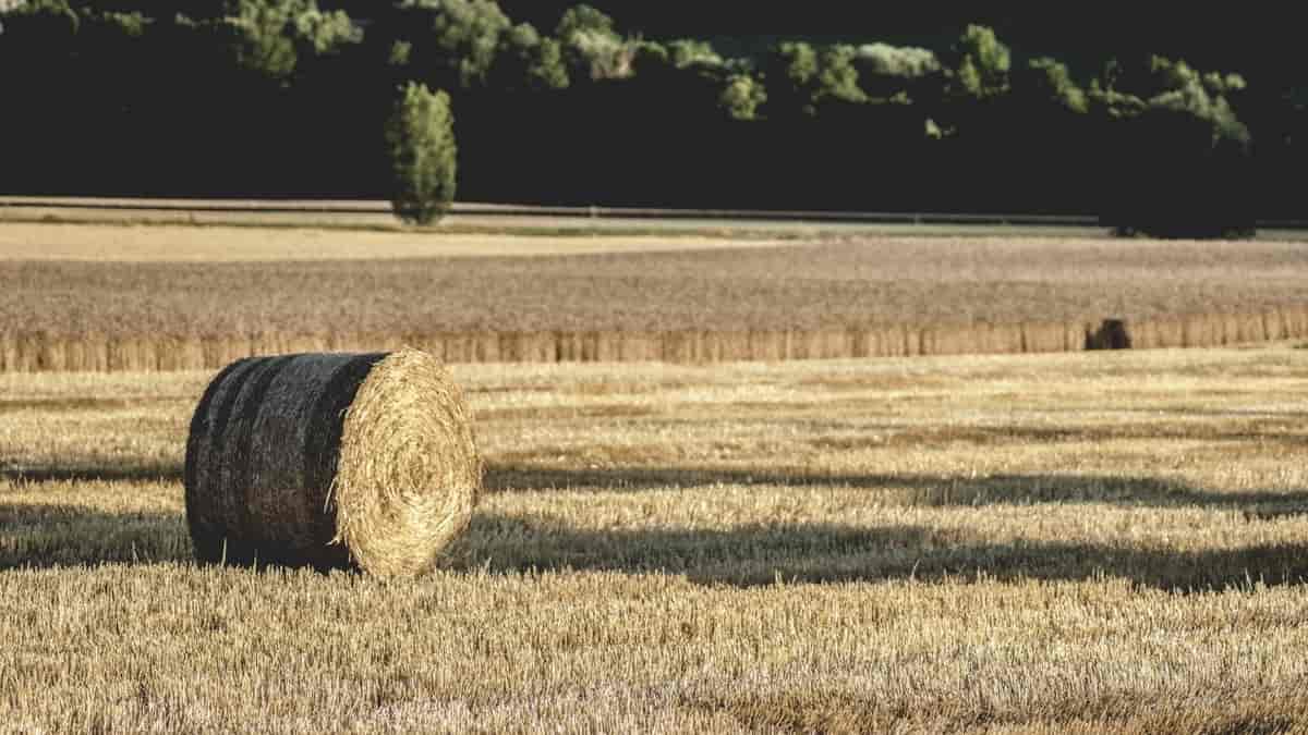 Managing custom fields in Opencart 4, account, address, and affiliate